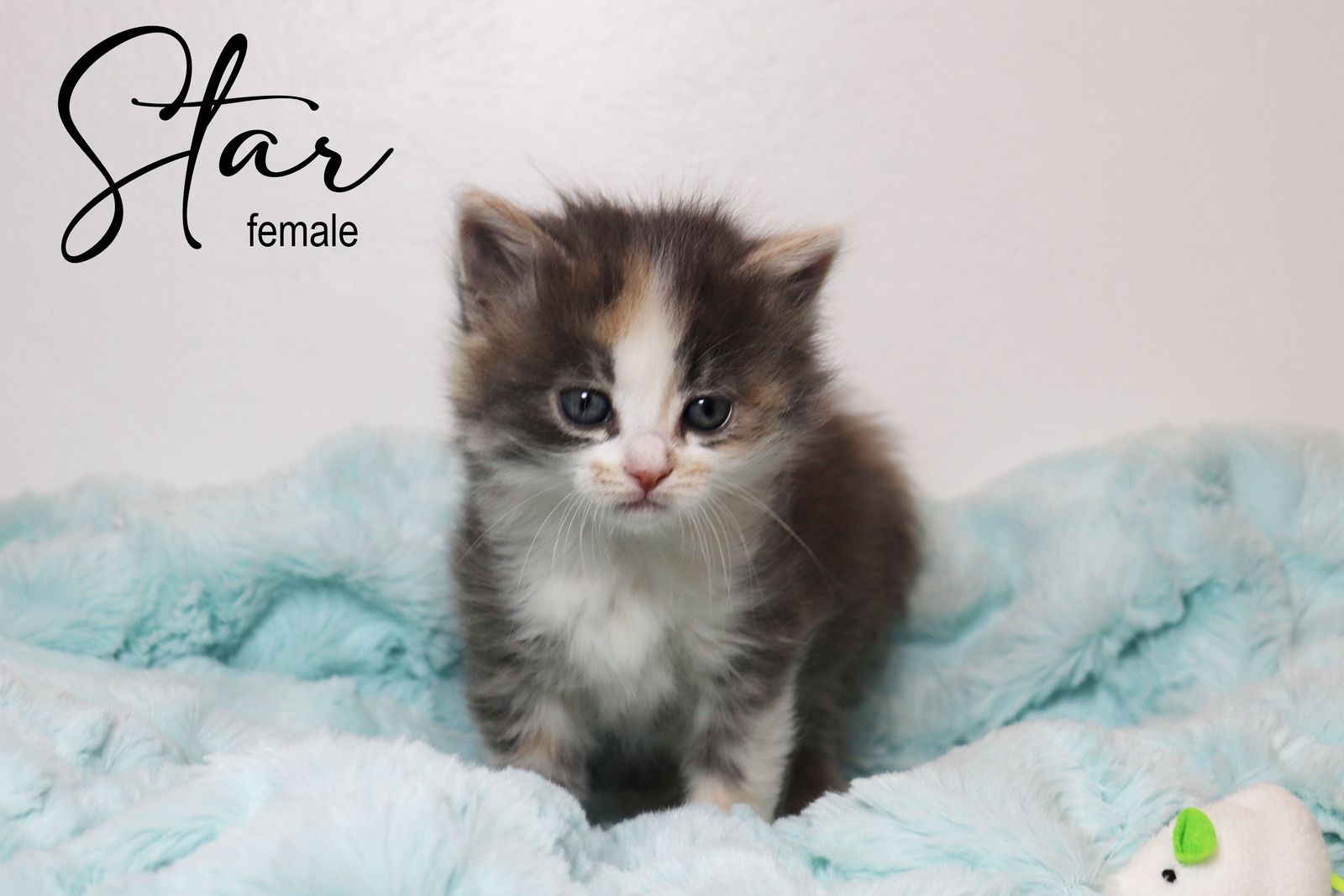 Adorable Long and Short Haired Kittens - Calico, Caliby, Tuxedo & More!