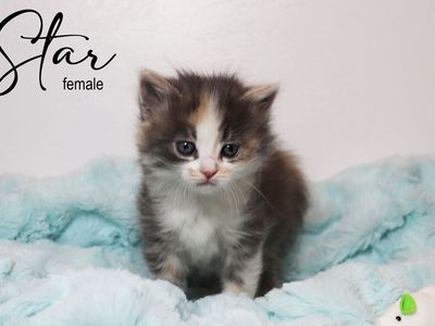 Adorable Long and Short Haired Kittens - Calico, Caliby, Tuxedo & More!