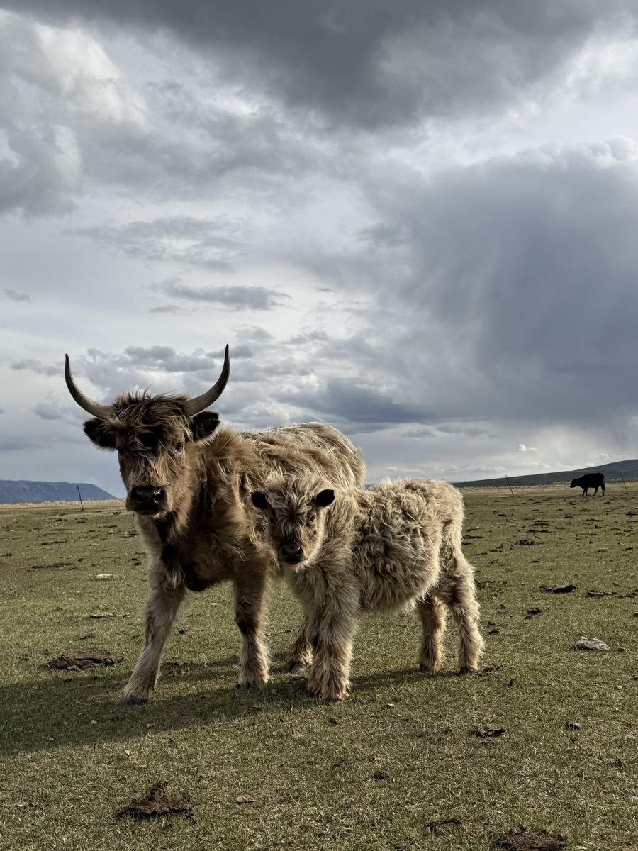 Highland Cows and Bulls