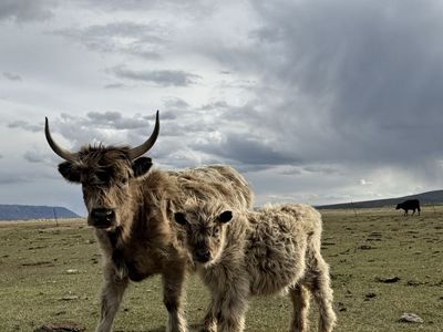 Highland Cows and Bulls