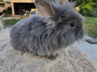 Lionhead / Angora Bunnies