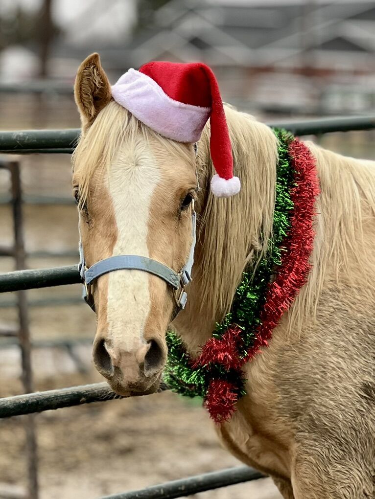2024 Palomino AQHA/APHA
