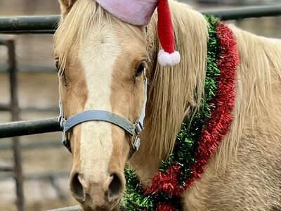 2024 Palomino AQHA/APHA