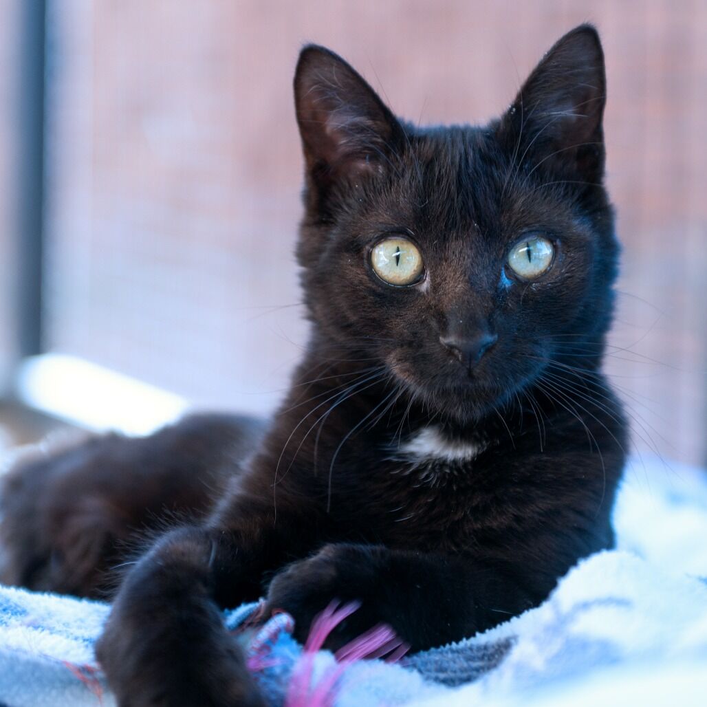 Hello my name is Cubby