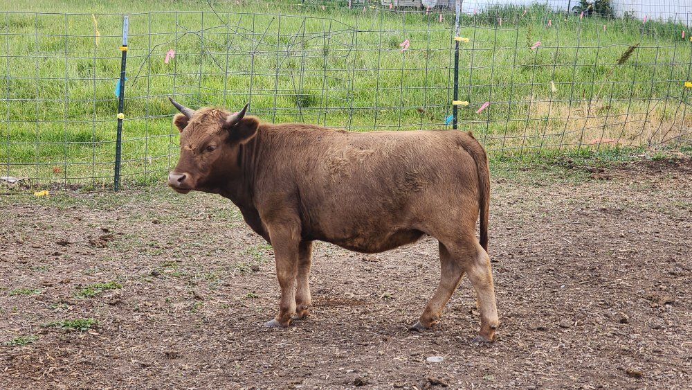 2 year old Micro mini Dexter heifer