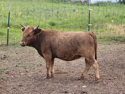 2 year old Micro mini Dexter heifer