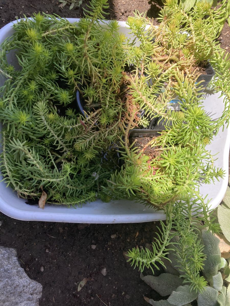 Unpotted Sedum Acre 'Goldmoss Stonecrop' Plants - Vibrant Green Ground Cover