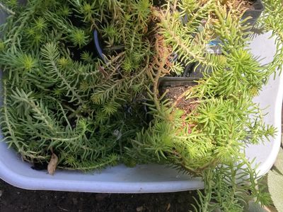 Unpotted Sedum Acre 'Goldmoss Stonecrop' Plants - Vibrant Green Ground Cover