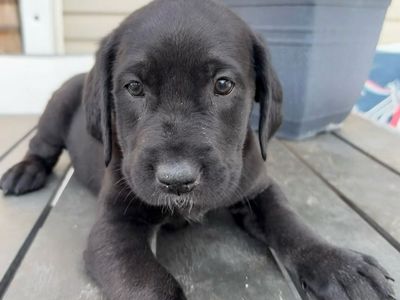 Gladiator Dane puppies ready NOW! Must See. Must sell.