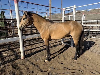 Big Buckskin