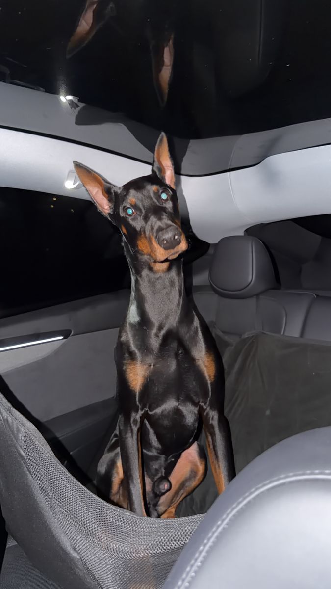 Doberman 1 year old AKC