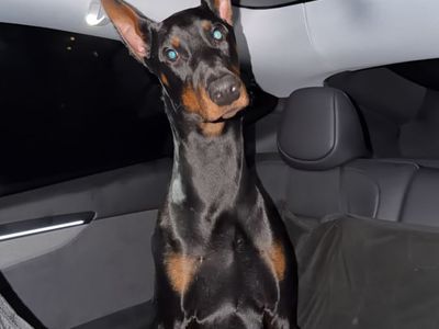 Doberman 1 year old AKC