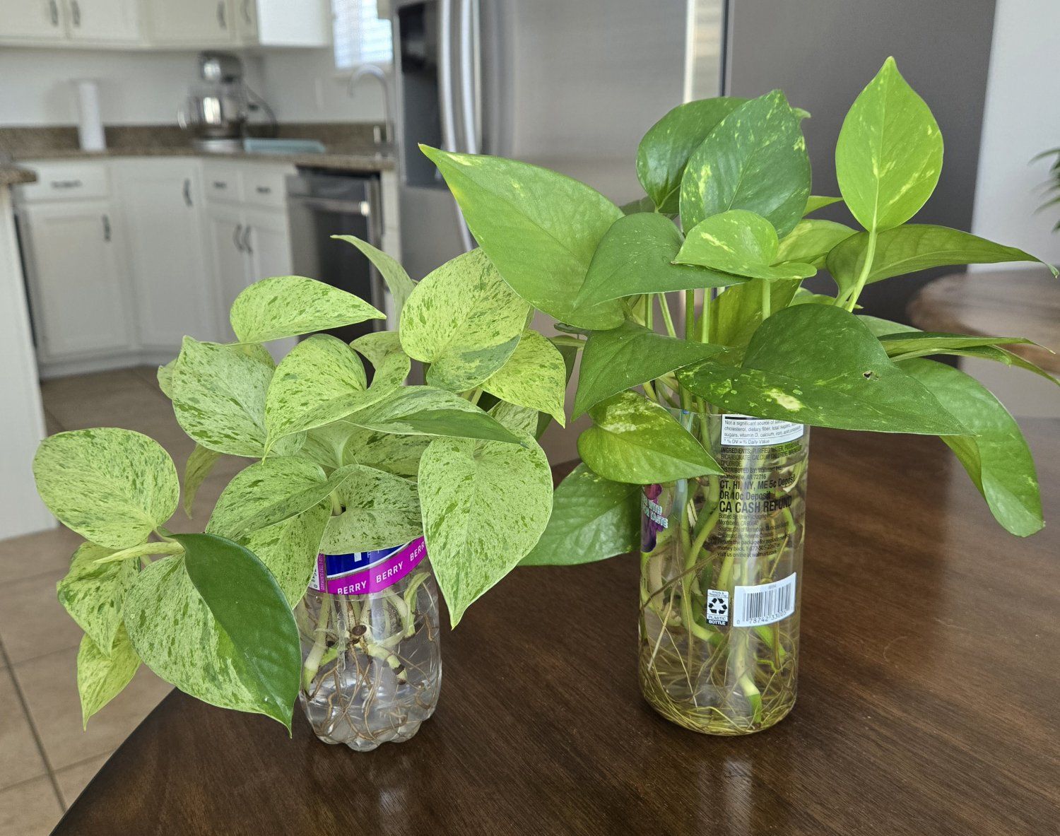 Emerald Pothos / Snow Queen Pothos Starter Plant