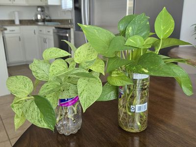 Emerald Pothos / Snow Queen Pothos Starter Plant