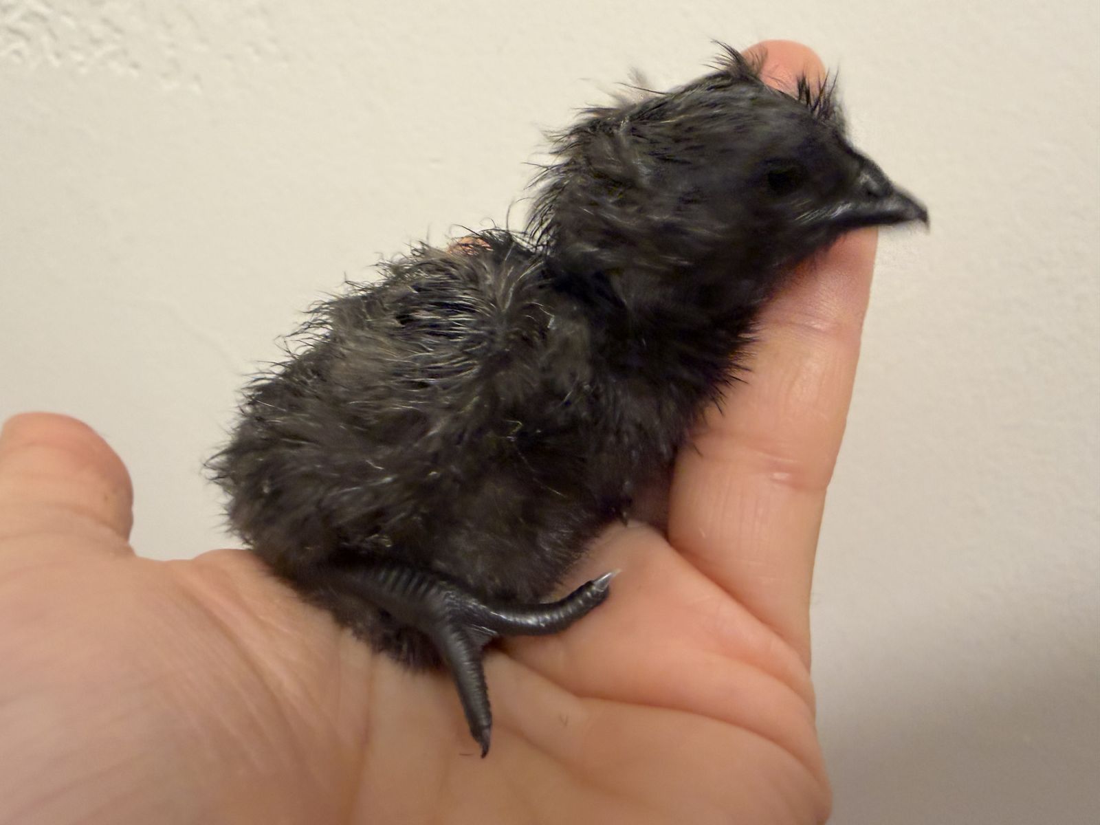 Ayam cemani and Bielefelders chicks