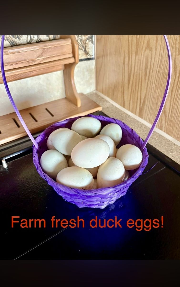 Fresh duck eggs!