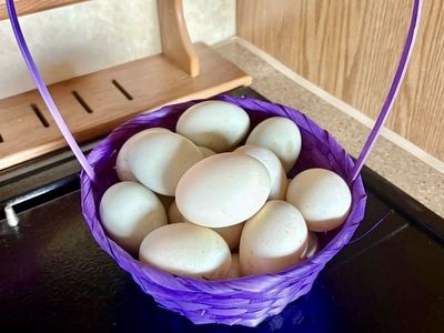 Fresh duck eggs!