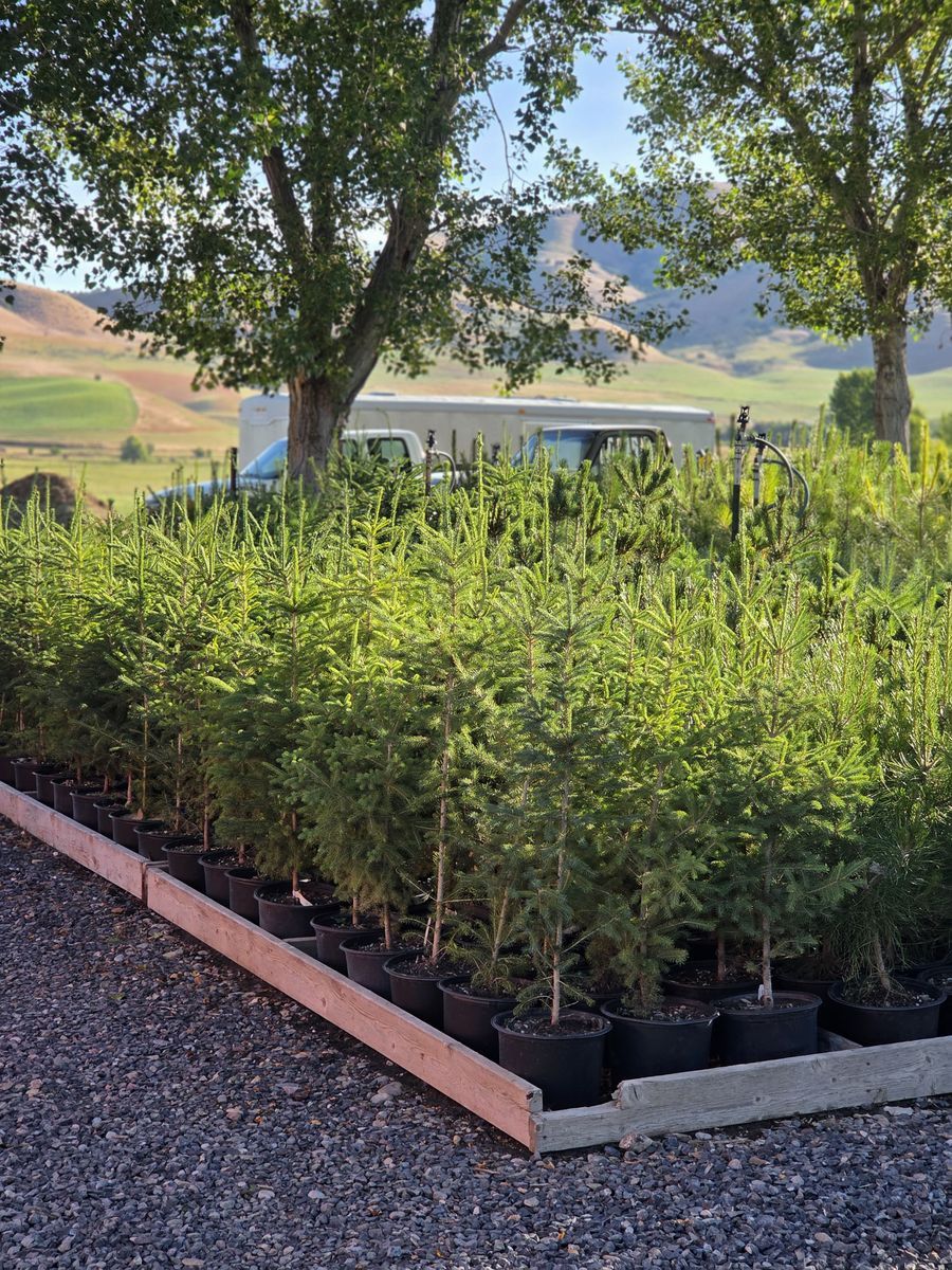 Pine Tree, Spruce Tree, Fir Trees, Evergreen, Conifer