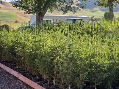 Pine Tree, Spruce Tree, Fir Trees, Evergreen, Conifer