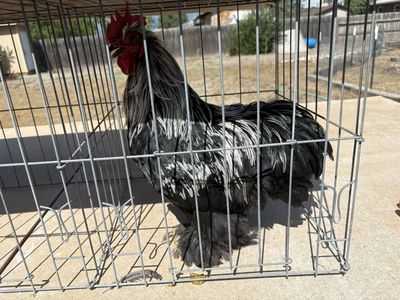 Birchen Cochin Bantam Chickens