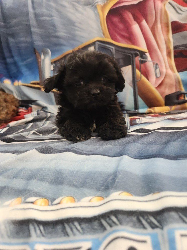 shih tzu/ poodle puppies