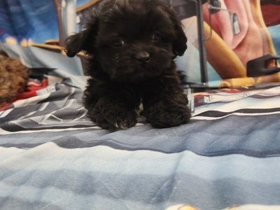 shih tzu/ poodle puppies