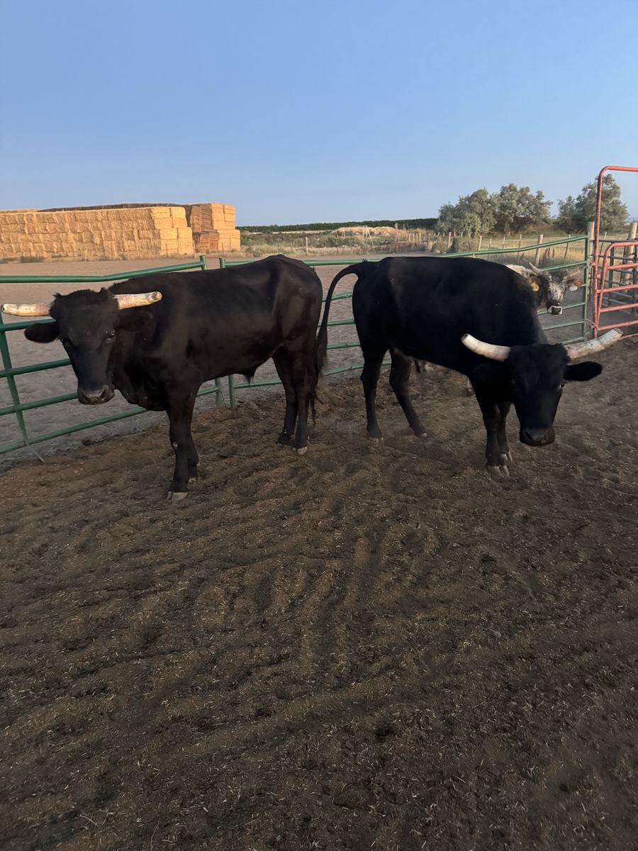 3 Corriente Steers