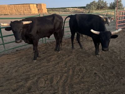3 Corriente Steers