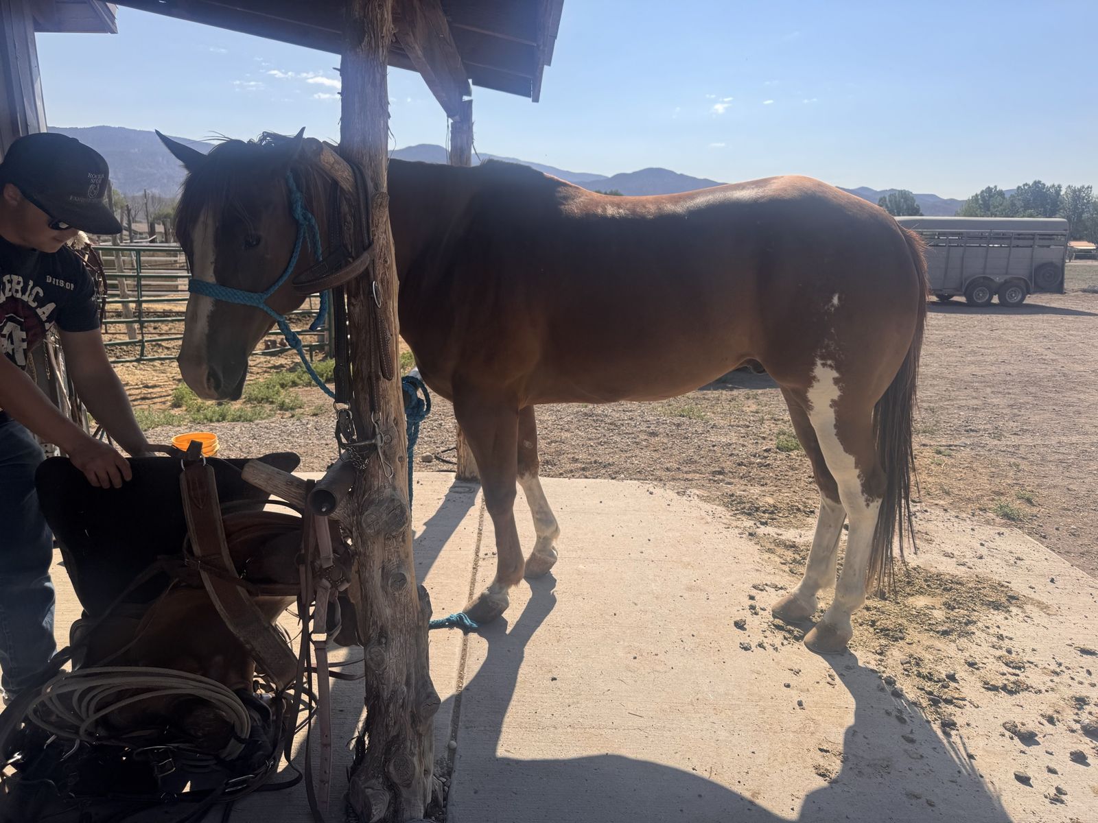 Registered 6 year old gelding Apha 15.1 hands