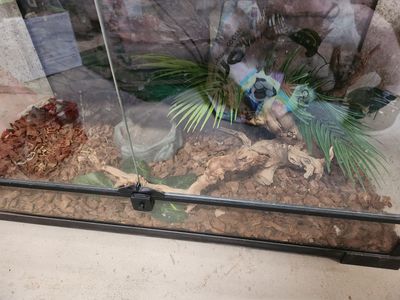 Full tank set up