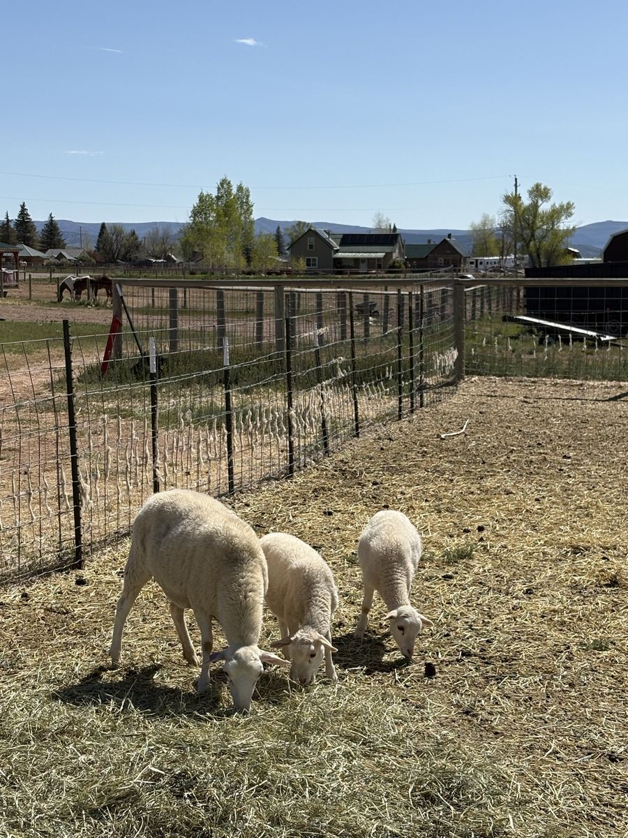 White Dorper Ewe w/ twins