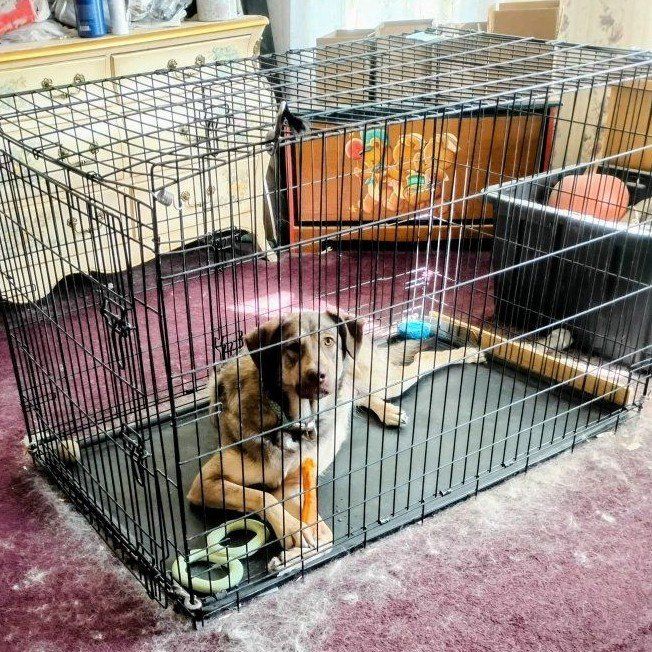 Female (spayed) German Sheppard mix