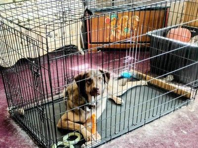 Female (spayed) German Sheppard mix