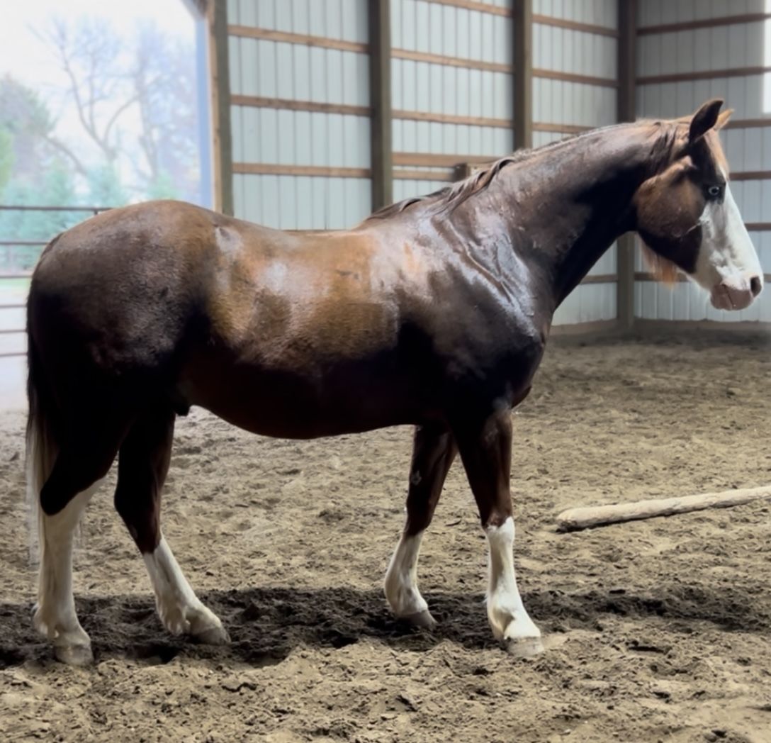 Gunners Lenan Oak (“Charlie”) – 2014 AQHA Chestnut Gelding