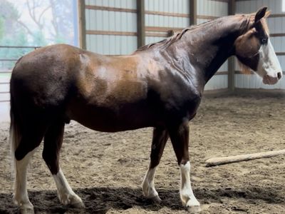 Gunners Lenan Oak (“Charlie”) – 2014 AQHA Chestnut Gelding