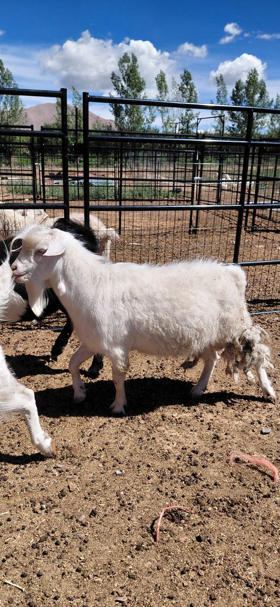 Angora Mini Nubian Buck
