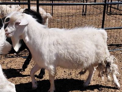 Angora Mini Nubian Buck