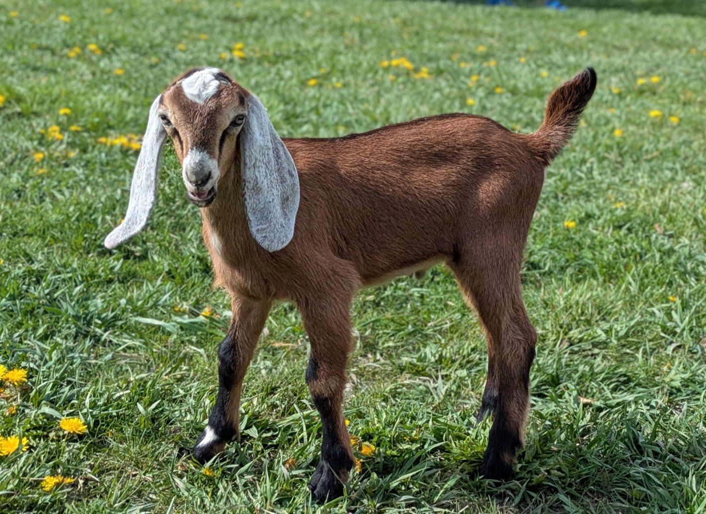 Beautiful Friendly Nubian buckling/Bottle Baby