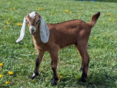 Beautiful Friendly Nubian buckling/Bottle Baby