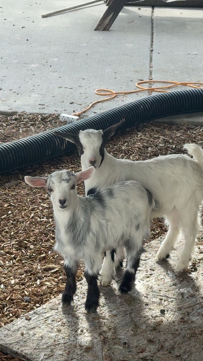 Mini silkie fainting goats