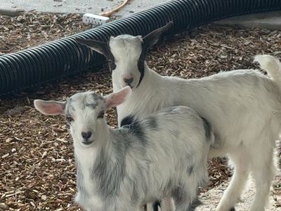 Mini silkie fainting goats