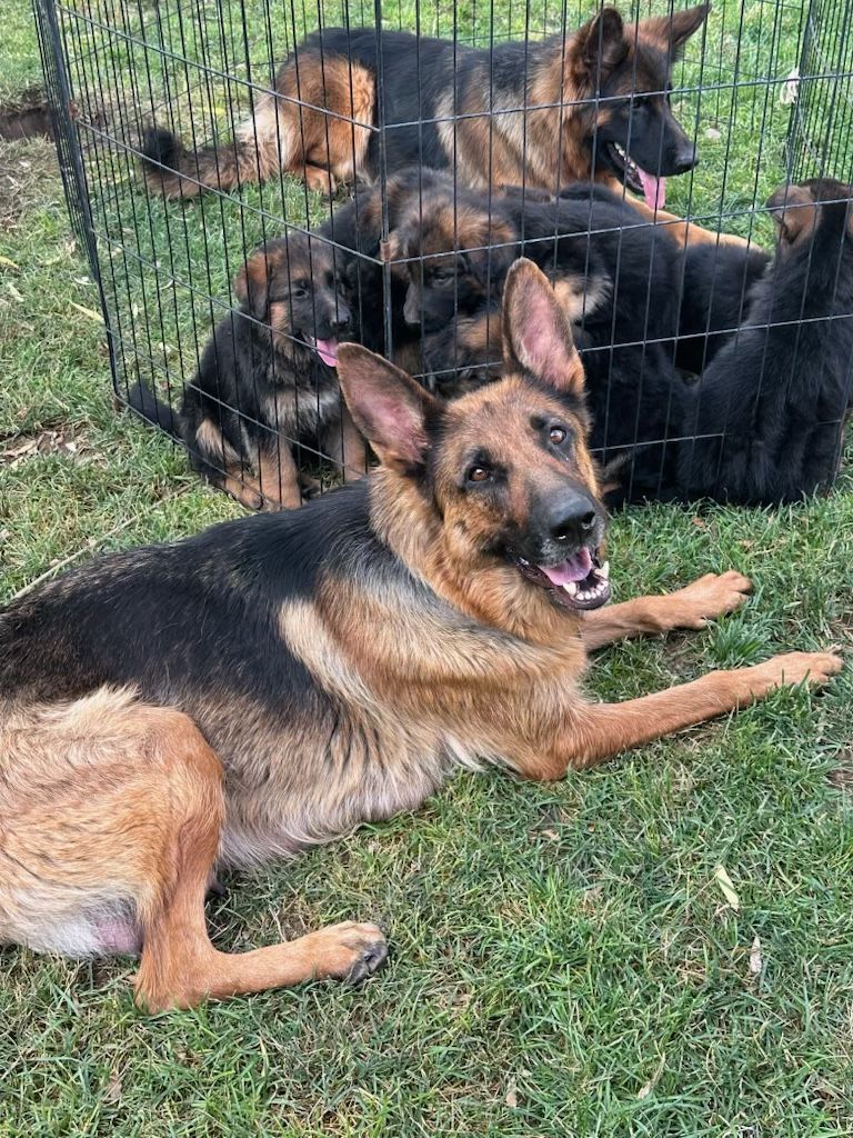 AKC German Shepherd Puppy