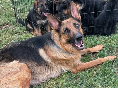 AKC German Shepherd Puppy