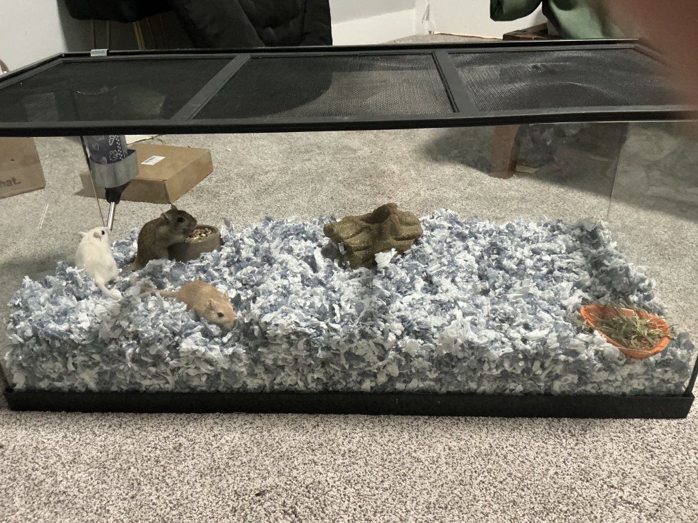 Meet the Squeak Squad! 3 Bonded Female Gerbils + All Supplies