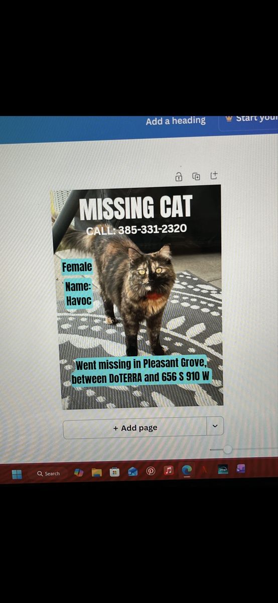 Lost cat reward
