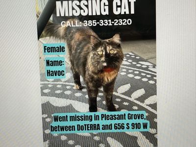 Lost cat reward
