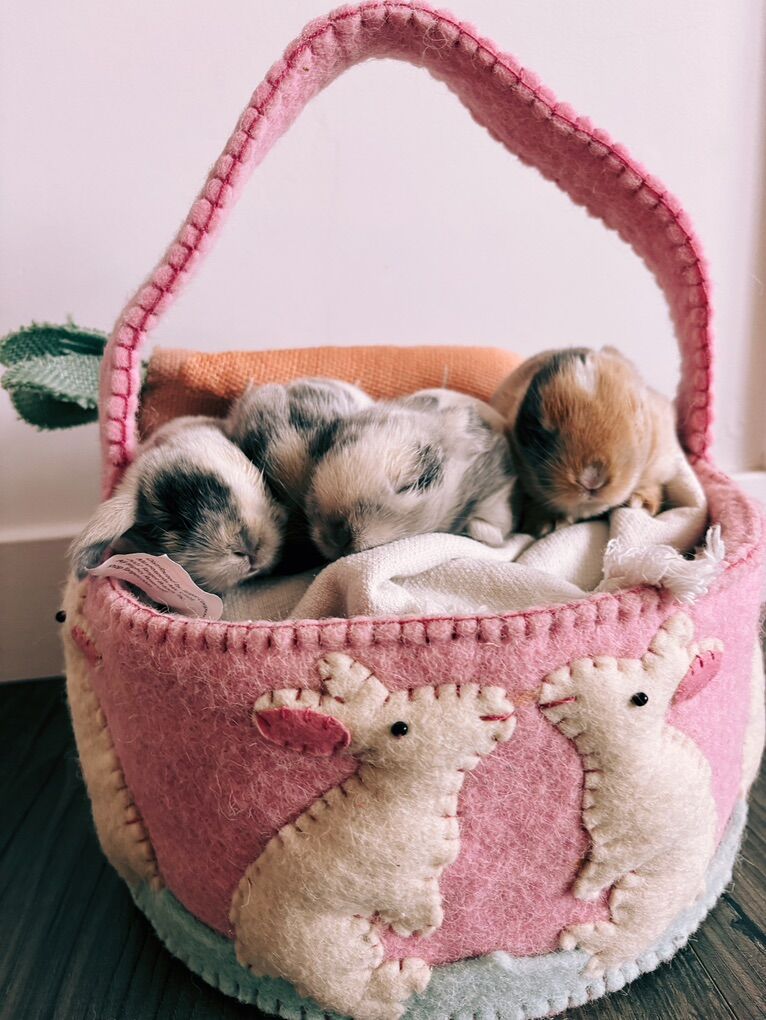 Holland Lop Bunnies