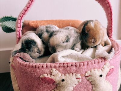 Holland Lop Bunnies