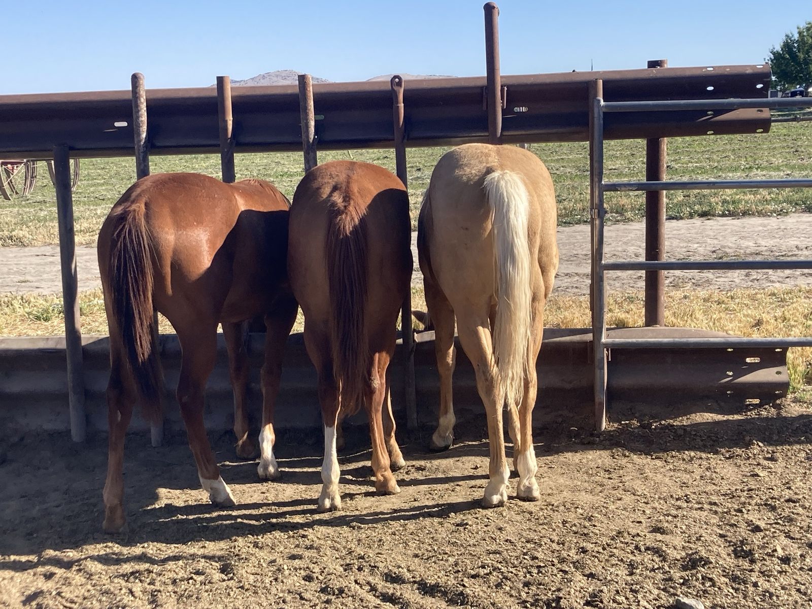 Colts for sale
