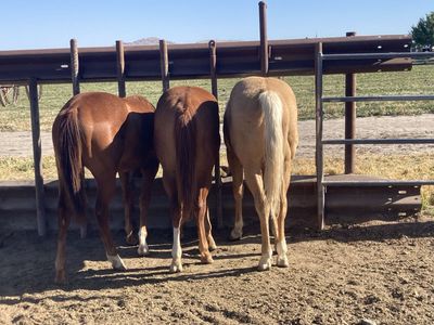 Colts for sale